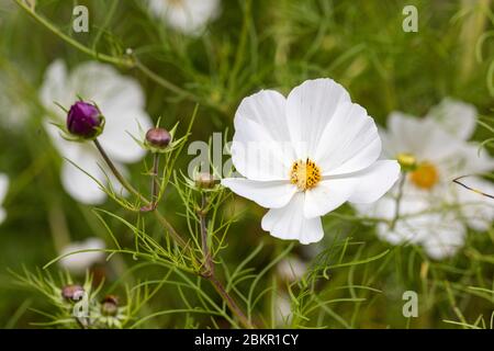 Nahaufnahme des weißen Kosmos 'Sonata White'- Kosmos bipinnatus blühend in einem englischen Garten im Sommer, England Stockfoto