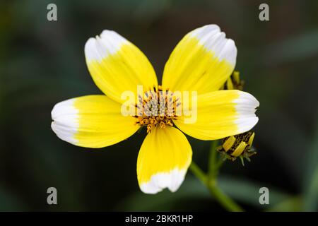 Nahaufnahme von Bidens Aurea - Hannays Lemon Drop blühend in einem englischen Garten, England, UK Stockfoto