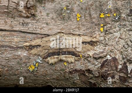 Gewellter Umber (Menophra abruptaria) Stockfoto