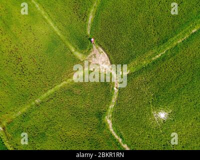 Luftaufnahme von fliegenden Drohne des Feldreises mit Landschaft grün Muster Natur Hintergrund, Draufsicht Feld Reis Stockfoto