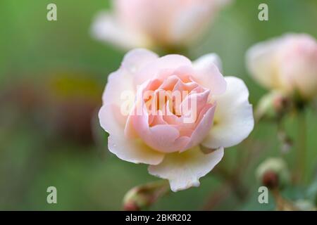 Nahaufnahme einer zarten blassrosa / apricot Rose blühend in einem englischen Garten vor einem verschwommenen grünen Hintergrund, England, UK Stockfoto