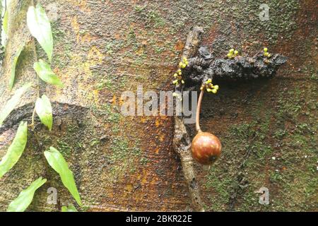 Bunte Feigen Früchte reifen auf Baumstamm. Diese Früchte haben eine kauliflore Wuchsform. Fotografiert auf Bali, Indonesien. Foto von Ficus roten Furit Stockfoto