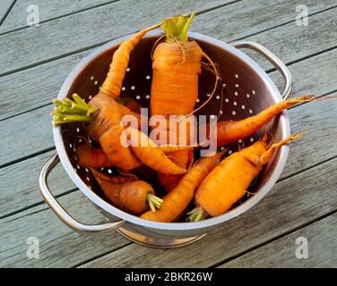 Metallsieb mit Karotten in einem Gemüsegarten auf einem Holztisch angebaut. Stockfoto