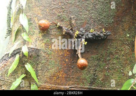 Bunte Feigen Früchte reifen auf Baumstamm. Diese Früchte haben eine kauliflore Wuchsform. Fotografiert auf Bali, Indonesien. Foto von Ficus roten Furit Stockfoto