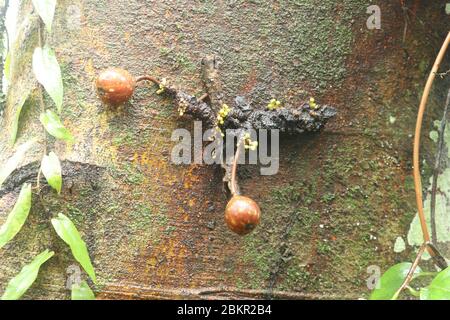 Bunte Feigen Früchte reifen auf Baumstamm. Diese Früchte haben eine kauliflore Wuchsform. Fotografiert auf Bali, Indonesien. Foto von Ficus roten Furit Stockfoto