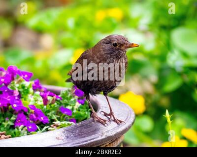 Ein weiblicher Schwarzvogel Turdus Merula thront auf einem Blumentopf in einem Garten Stockfoto