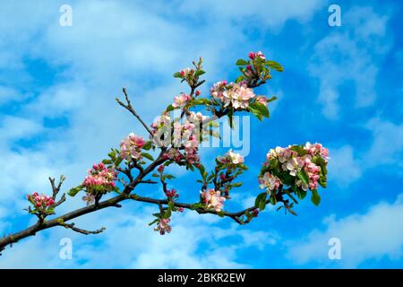 Frühlingsblüte auf einem Apfelbaum Malus domestica wächst wild neben einer Bahnlinie Stockfoto