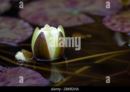 Nahaufnahme einer weißen Seerose und Seerosen, die in einem Teich in England, Großbritannien, schweben Stockfoto