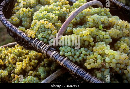 CHARDONNAY TRAUBEN ERNTE BURGUNDISCHEN KORB frisch geerntete Grand Cru Chardonnay Trauben in traditionellen Burgunder Weidenkörbe Chardonnay Trauben von Corton Charlemagne Weinberg Louis Latour Burgund Cote d'Or, Frankreich. Stockfoto