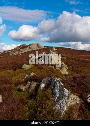 Manstone Rock Teil der Stiperstones ein Quarzit-Grat in der Shropshire Hills Gebiet von herausragender natürlicher Schönheit England Großbritannien. Stockfoto