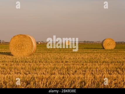 Ausdehnung von Heu zylindrischen Ballen in einer Ackerland bei Sonnenuntergang Stockfoto