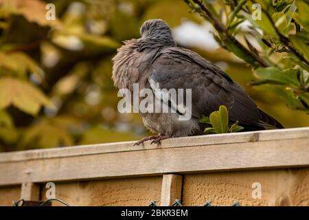 Junge junge Taube ruht auf dem Gartenzaun in der Frühlingssonne Stockfoto