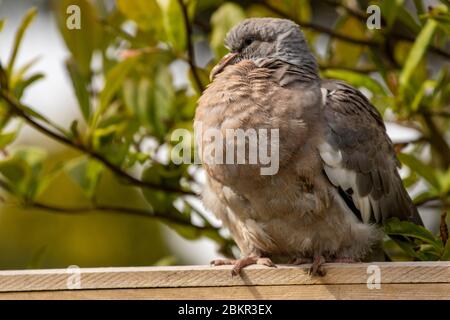 Junge junge Taube ruht auf dem Gartenzaun in der Frühlingssonne Stockfoto