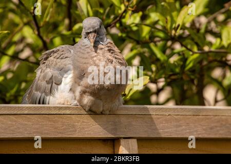 Junge junge Taube ruht auf dem Gartenzaun in der Frühlingssonne Stockfoto