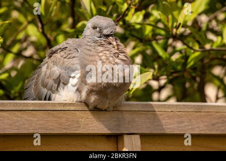 Junge junge Taube ruht auf dem Gartenzaun in der Frühlingssonne Stockfoto