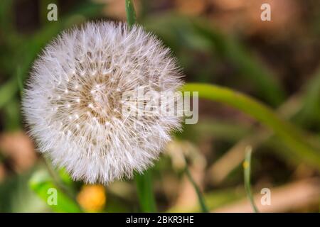 Löwenzahn-Kopf (taraxacum officinale), auch Löwenzahn-Uhr wegen seiner runden Form genannt, schließen in Gras Stockfoto