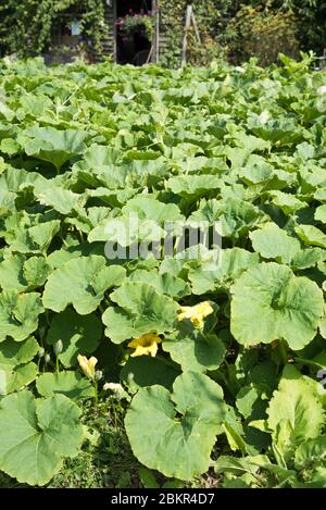 Masse der grünen Kürbisblätter Stockfoto