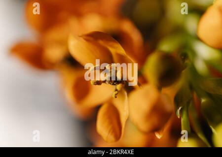 Makrofoto eines Straußes mit verschiedenen farbigen Blumen Stockfoto
