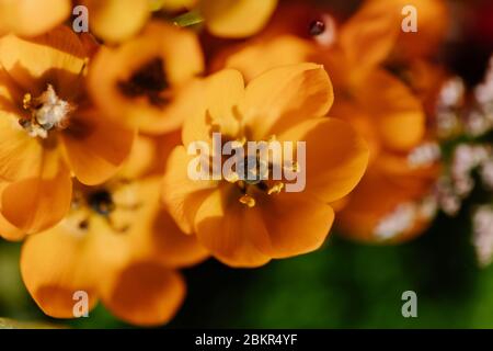 Makrofoto eines Straußes mit verschiedenen farbigen Blumen Stockfoto