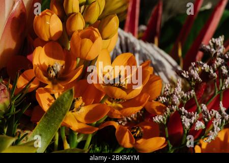 Makrofoto eines Straußes mit verschiedenen farbigen Blumen Stockfoto