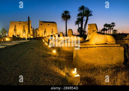 Ägypten, Oberägypten, Niltal, Luxor, Luxor-Tempel, als Weltkulturerbe der UNESCO, die Avenue der Sphinxes Stockfoto