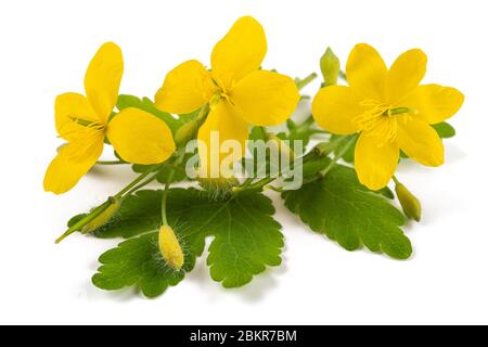 Celandine Blüten isoliert auf weißem Hintergrund Stockfoto