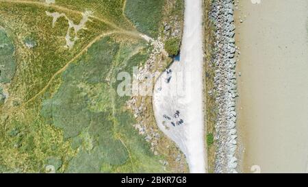 Frankreich, Somme, Le Crotoy, Radtouristen in der Baie de Somme entlang der Seefahrradroute (Luftaufnahme) Stockfoto