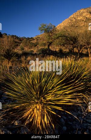 Sotol in Pine Creek Canyon, Guadalupe Mountains Nationalpark, Texas Stockfoto