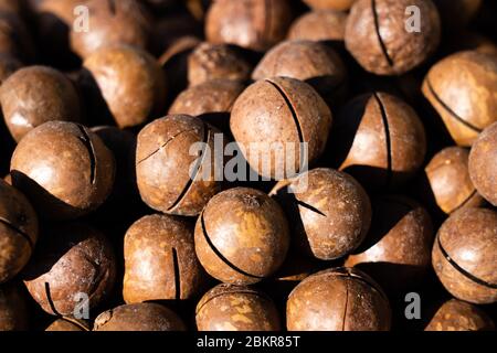 Macadamia-Nüsse. Helles Sonnenlicht sorgt für scharfe Schatten Stockfoto