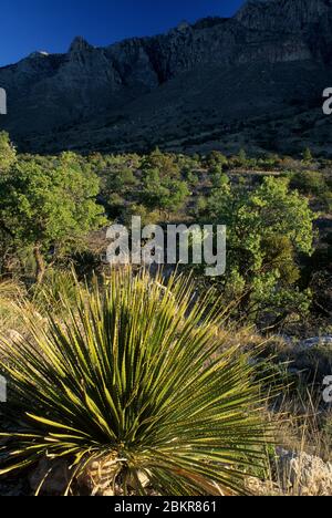 Sotol in Pine Creek Canyon, Guadalupe Mountains Nationalpark, Texas Stockfoto