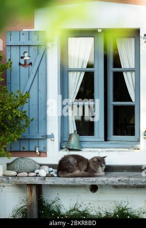 Frankreich, Ille-et-Vilaine, Saint-Suliac, Katze vor dem Fenster eines Fischerhauses Stockfoto