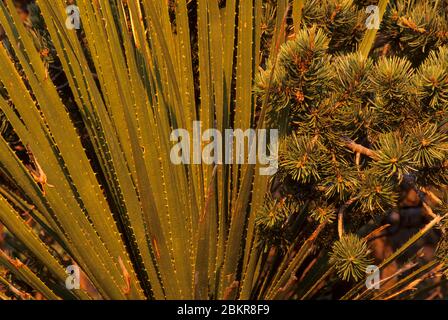 Sotol und Pine, Guadalupe Mountains National Park, Texas Stockfoto