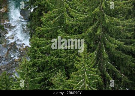 Schweiz, Kanton Wallis, Bellwald, von der Brücke zwischen Furgangen (Bellwald) und Muhlebach (Ernen), Rhone Stockfoto