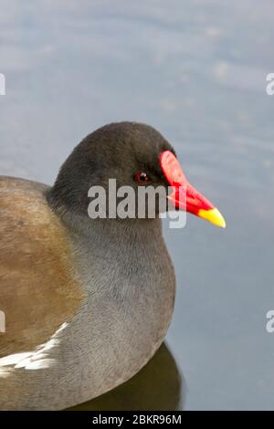 Gemeiner Moorhen (Gallinula chloropus), The Serpentine, Kensington Gardens, London, England, Großbritannien. Stockfoto