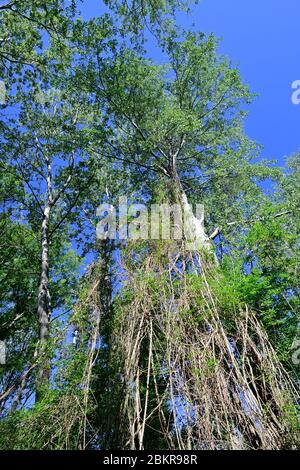 Wien, Österreich. Nationalpark Donau-Auen, die Lobau. Stockfoto