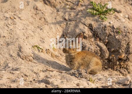 Frankreich, Somme (80), Baie de Somme, Port-le-Grand, Sümpfe des unteren Somme-Tals, Erdhügel, in dem Kaninchen ihre Höhlen mit Kaninchen machten, die sich in der Sonne wärmen Stockfoto