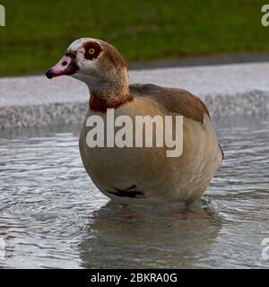 Ägyptische Gans (Alopochen aegyptiacus), Erwachsene in Kensington Gardens, London, England, Großbritannien. Stockfoto