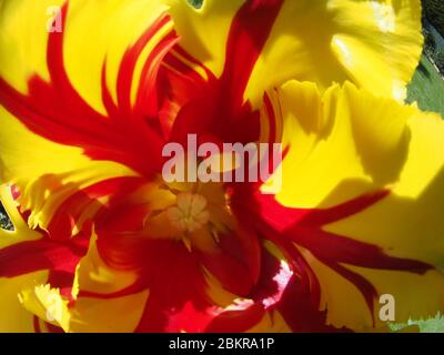 Gelbe und rote Tulpe, Fischauge Blick in die Blume Stockfoto