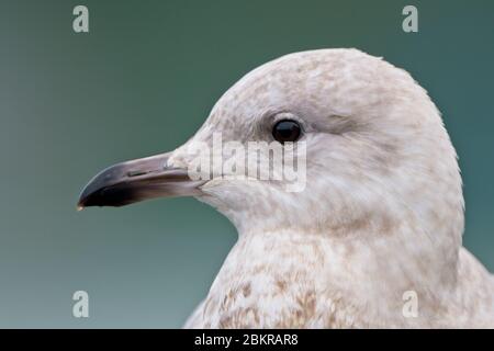 Iceland Gull (Larus glaucoides), Profil eines Jungens (erster Winter) im Hafen von Newlyn, Cornwall, England, Großbritannien. Stockfoto