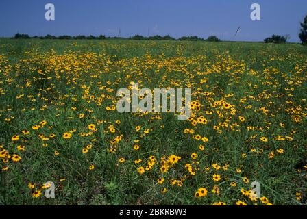 Wildflower Field, Brazoria National Wildlife Refuge, Texas Stockfoto