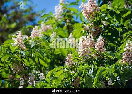 Italien, Lombardei, Crema, Kastanienbaum im Pferd in Blume, Aesculus Hippocastanum Blume. Stockfoto