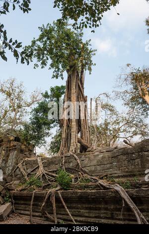 Kambodscha, Siem Reap Bezirk, Beng Mealea Tempel klassifiziert Tempel UNESCO Weltkulturerbe, im 12. Jahrhundert von König Suryavarman II. Erbaut Stockfoto