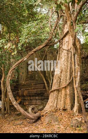 Kambodscha, Siem Reap Bezirk, Beng Mealea Tempel klassifiziert Tempel UNESCO Weltkulturerbe, im 12. Jahrhundert von König Suryavarman II. Erbaut Stockfoto