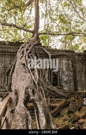 Kambodscha, Siem Reap Bezirk, Beng Mealea Tempel klassifiziert Tempel UNESCO Weltkulturerbe, im 12. Jahrhundert von König Suryavarman II. Erbaut Stockfoto