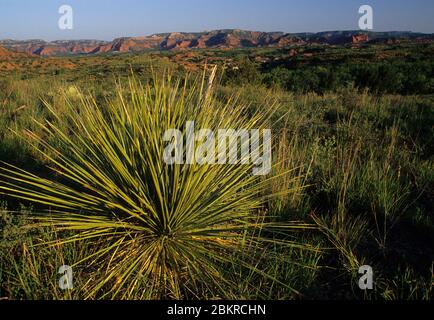 Blick auf die Wüste, Caprock Canyons State Park, Texas Stockfoto