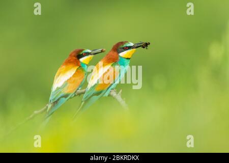 Ein europäischer Bienenfresser (Merops apiaster), der ein Weibchen umwirbt, indem er an einem Insekt vorbeigeht, Bulgarien Stockfoto