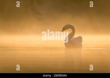 Frankreich, Morbihan, La Gacilly, Mute Swan (cygnus olor) bei Sonnenaufgang auf Glenac Sümpfen Stockfoto