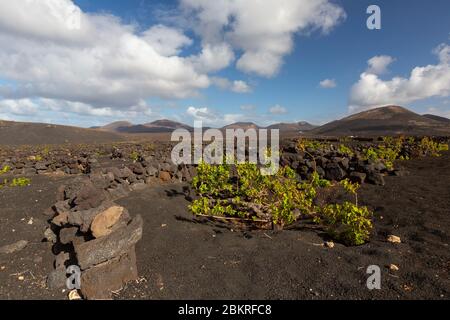 Spanien, Kanarische Inseln, Lanzarote, La G? Ria, Biosphärenreservat, Weinberge in der Nähe von Yaiza Stockfoto