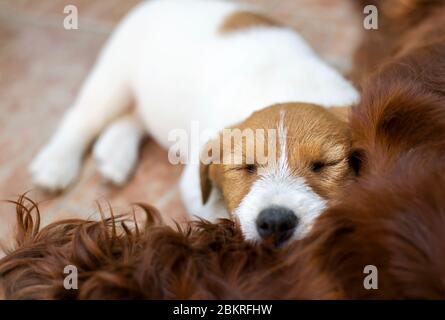 Niedlichen faul Jack Russell Terrier Hund Welpen schlafen Stockfoto