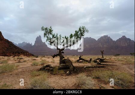 Gegend um das Dorf Al-Disah, Tabuk Region, Saudi-Arabien Stockfoto